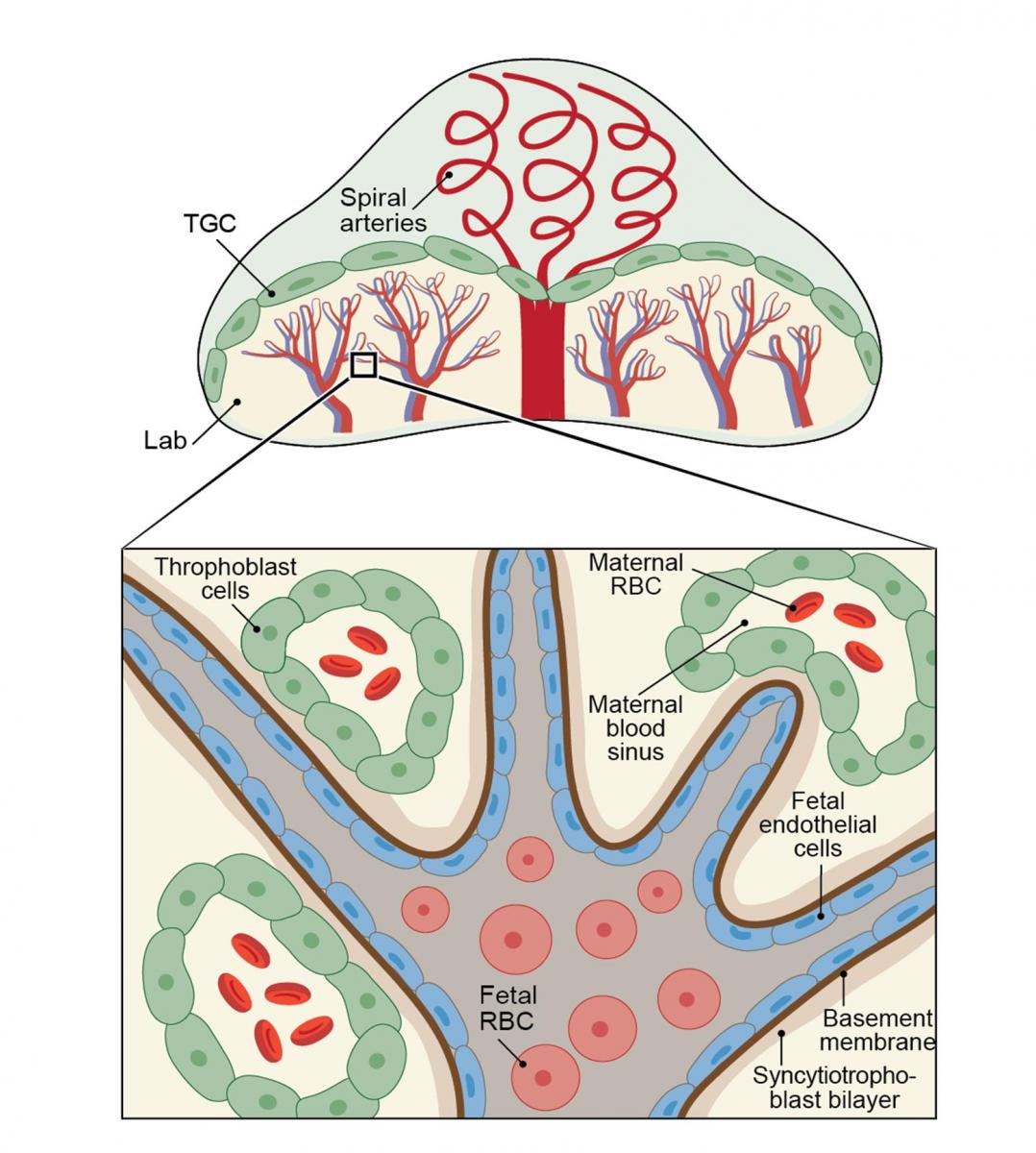 כלי הדם של האם ושל העובר בשליה, ותאים עובריים (טרופובלסטים) אשר חדרו לכלי הדם של האם
